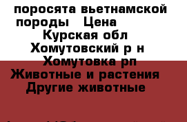 поросята вьетнамской породы › Цена ­ 1 500 - Курская обл., Хомутовский р-н, Хомутовка рп Животные и растения » Другие животные   